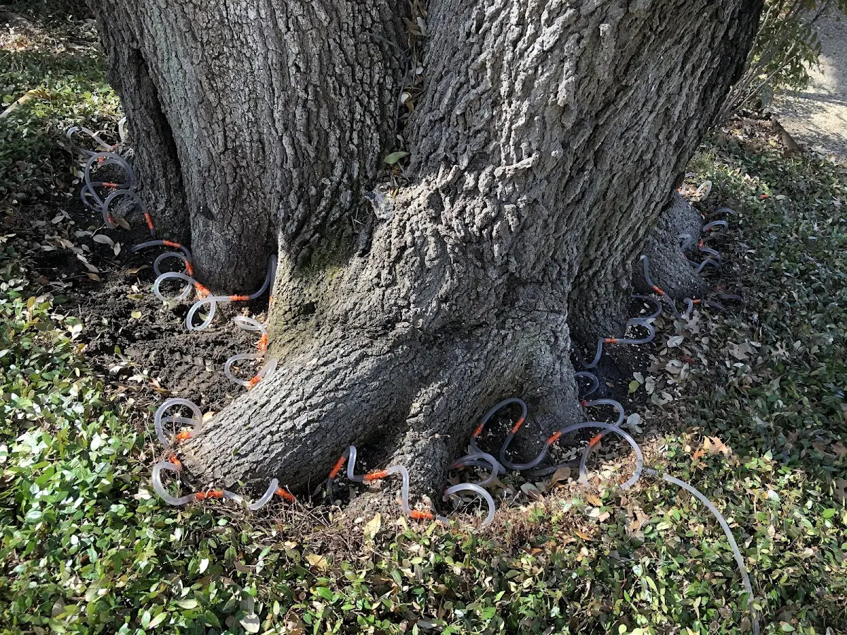 Detailed Tree Cabling and Bracing job site in Gaston